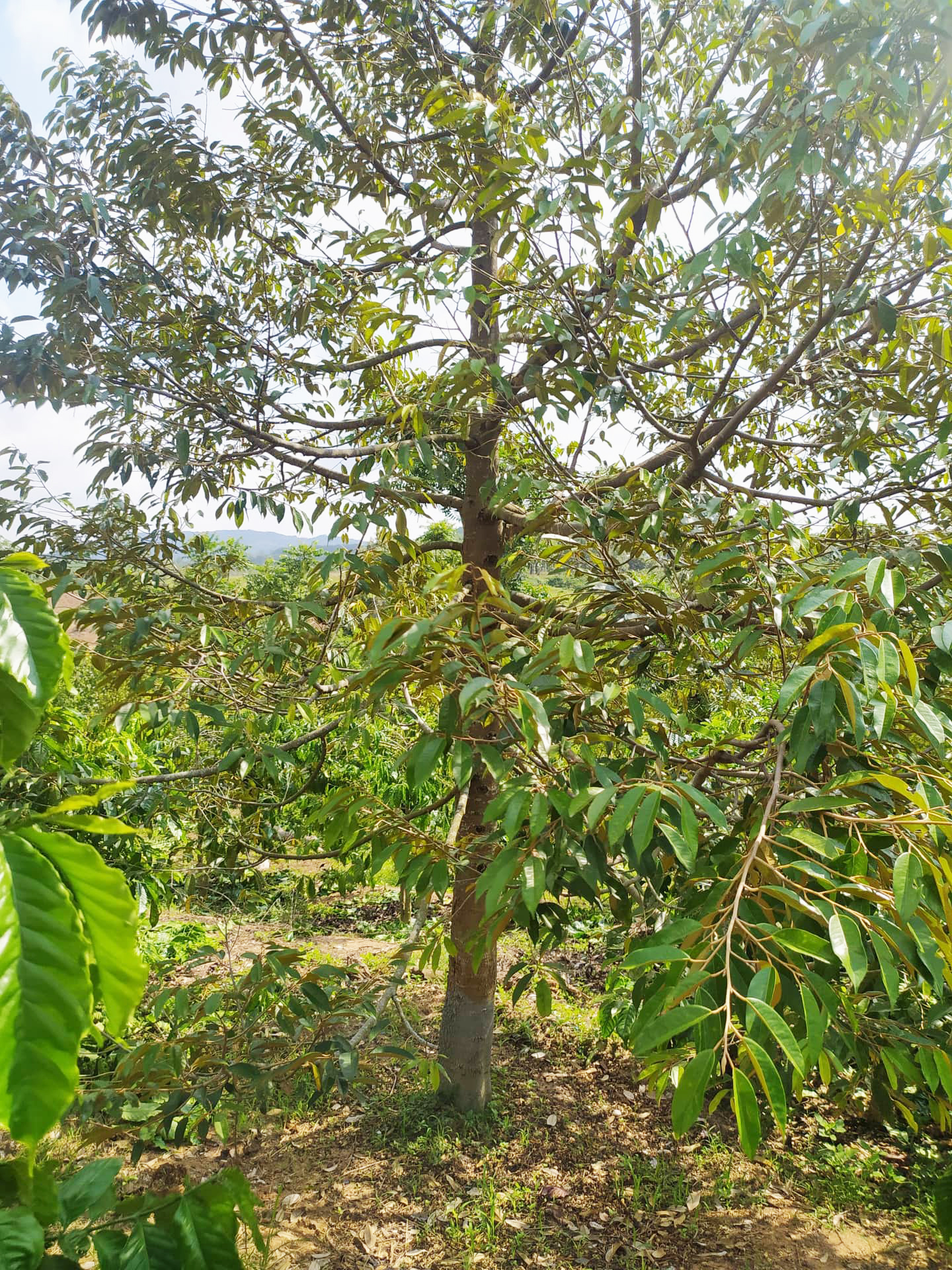 Bán đất tại Huyện Ea H'leo