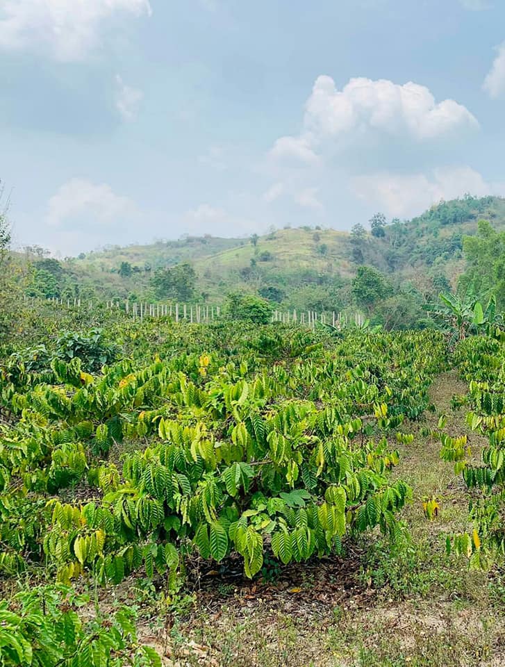 Bán đất tại Cư Kuin